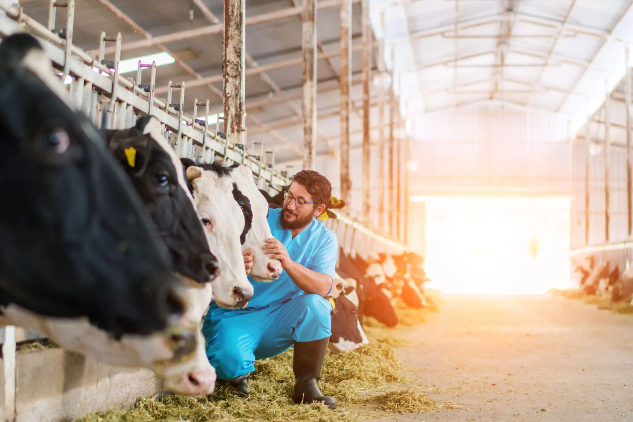 Vet examining cows in a barn